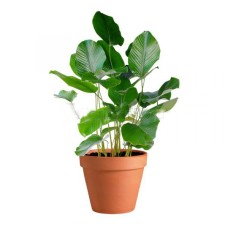 Thaumatococcus In Pot